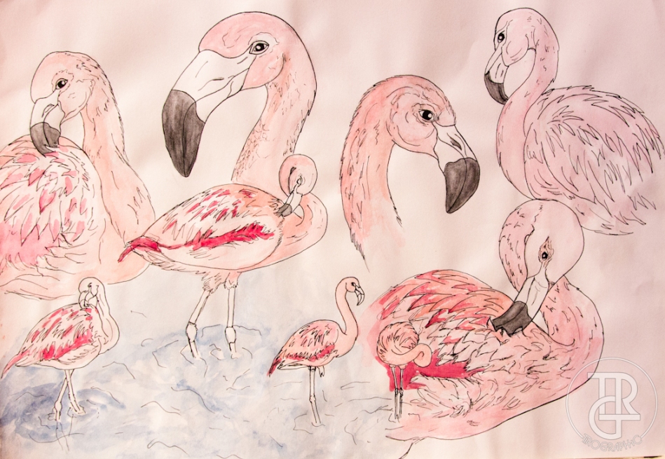 sketches-flamingo-wtrmrk-2